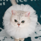 White lace collar / M